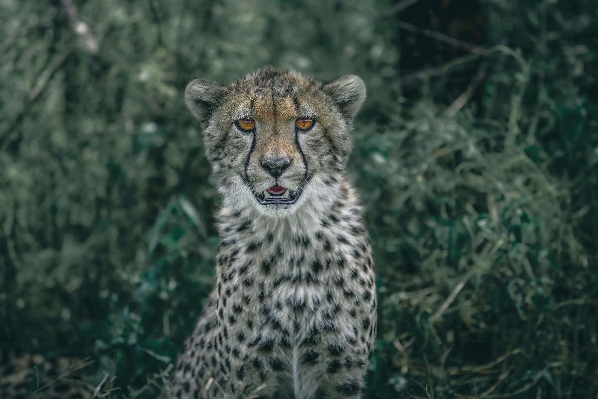 Celebrate Christmas with a Tanzanian Safari Holiday