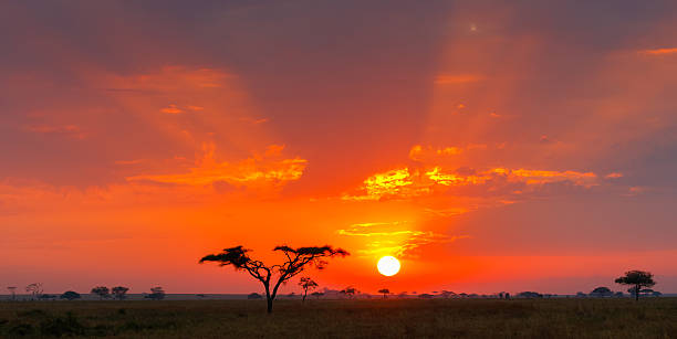 Christmas and New Year Tanzania Tours Celebrate the Festive Season in the Wild