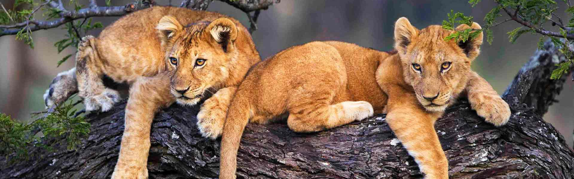 Cultural Immersion in Tanzania: Experience Life with Hadzabe and Maasai Tribes