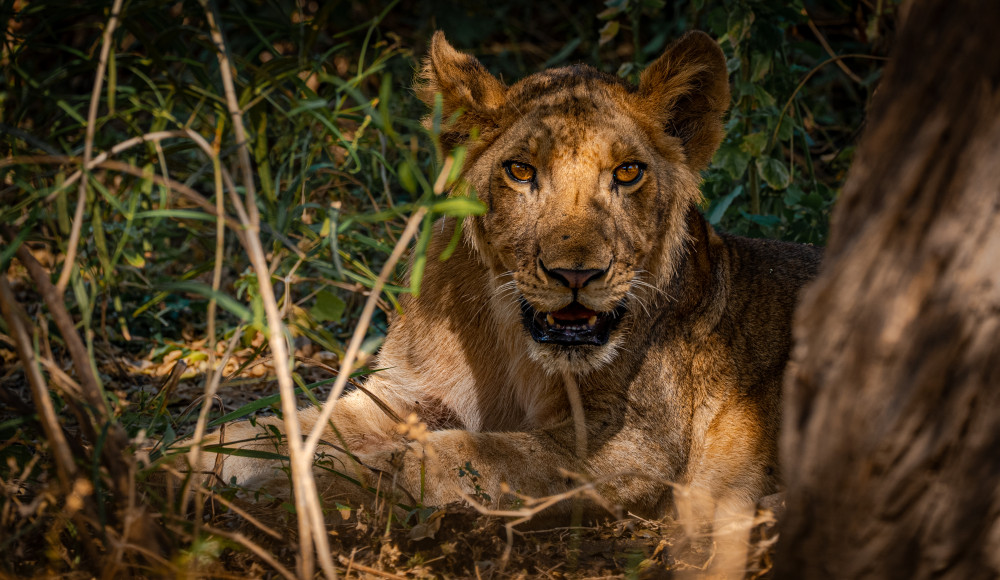 Family Safaris in Tanzania: Safe, Educational, and Unforgettable Adventures