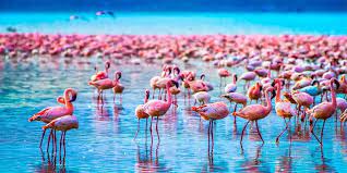 Festival Season Safari in Tanzania: A Journey to the Heart of Nature and Celebration