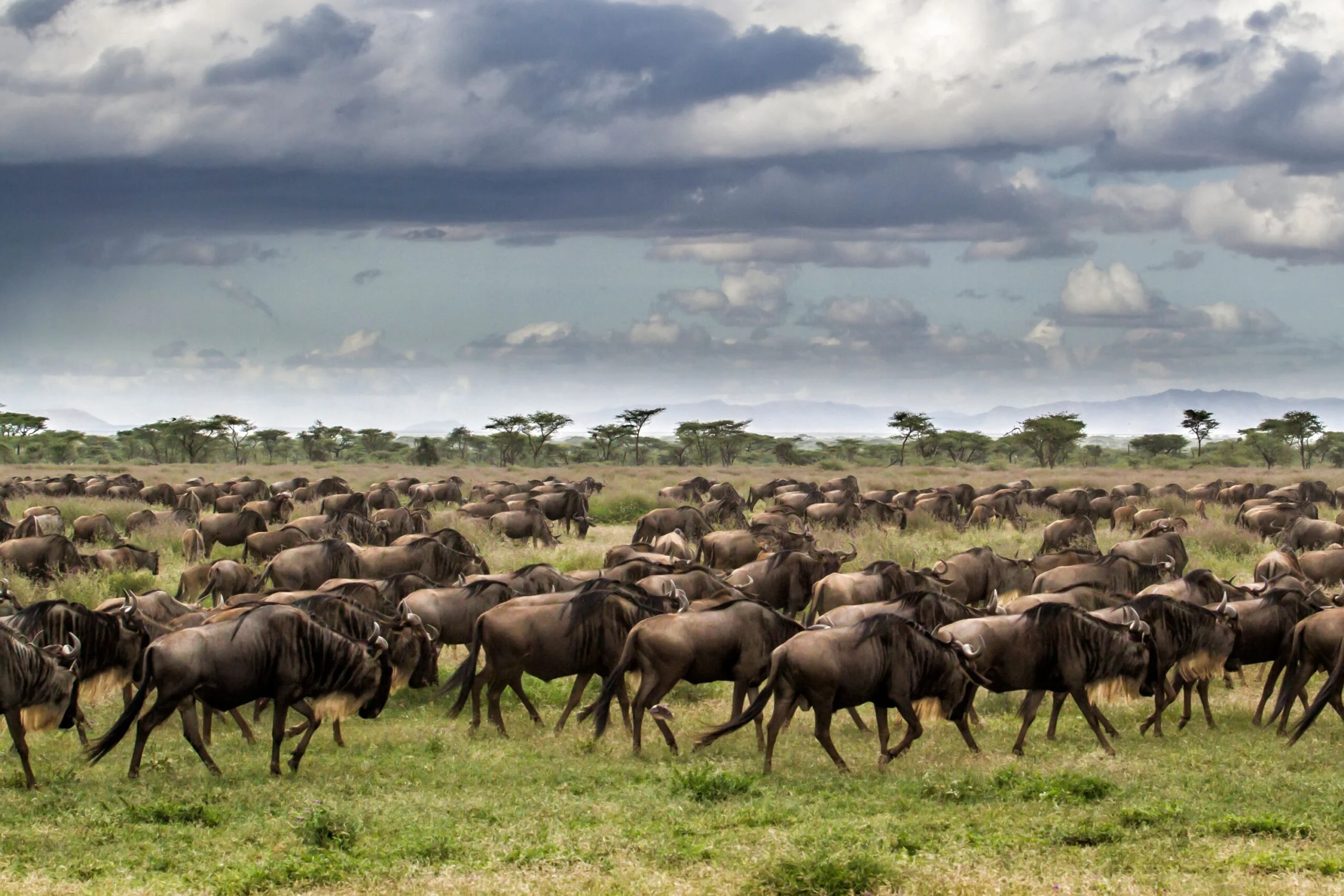The Language of the Serengeti: Understanding the Great Migration