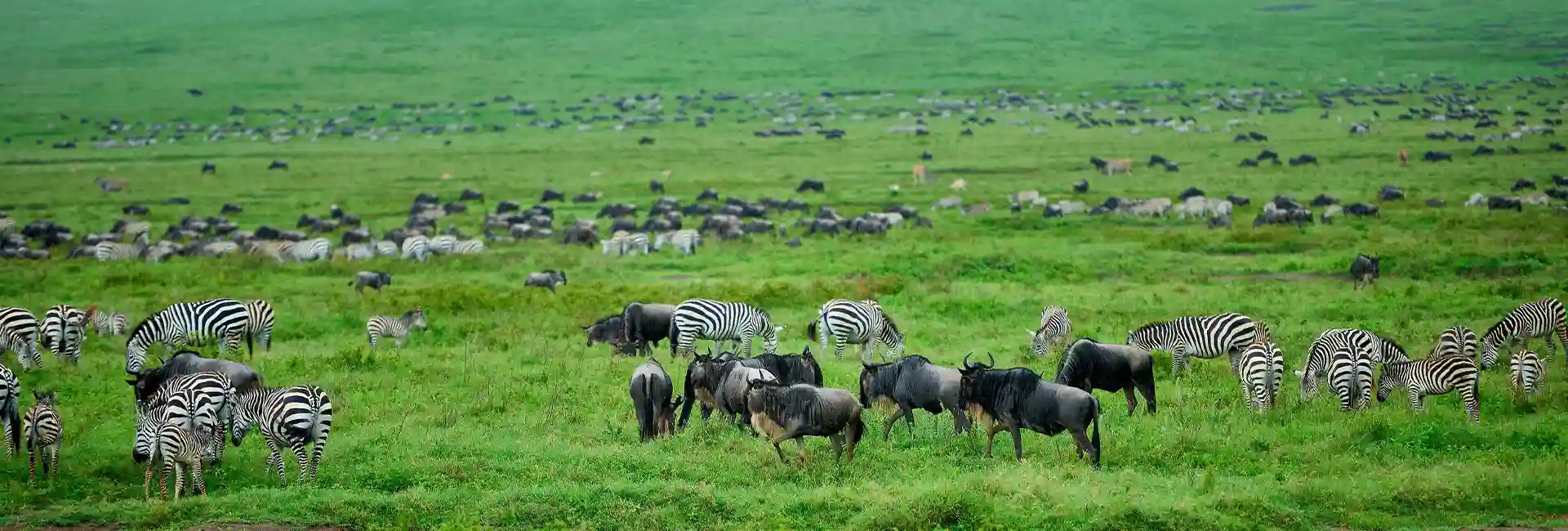 How to Choose Your 2026 Tanzania Safari: Consider Your Budget