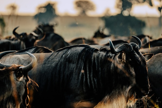 Northern Serengeti National Park: Where the Great Migration Reaches Its Peak