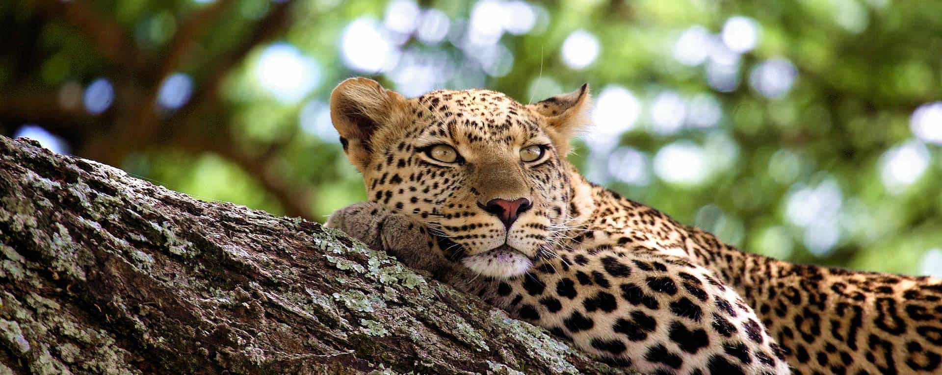 Photography Safari in Arusha: Unique Perspectives of Serengeti, Tarangire and Lake Manyara