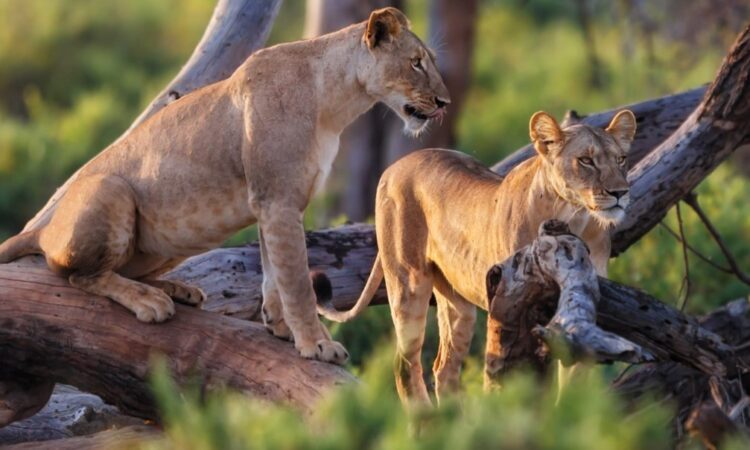Private Safari in Africa: Exclusive Wildlife Adventures and Luxury Experiences
