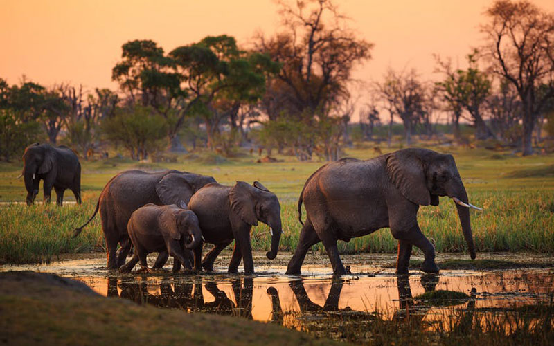 Safari Types in Tanzania: Choosing the Right Safari Experience for Your Adventure