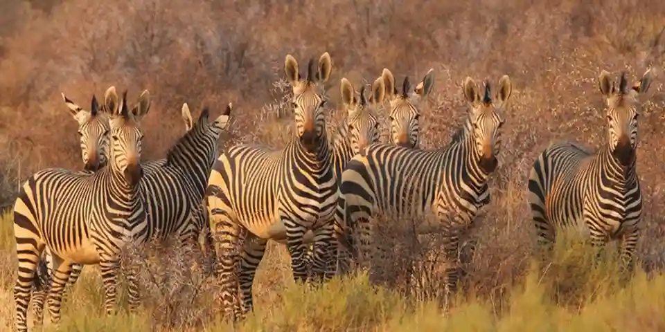 Serengeti Luxury Safari and Zanzibar Beach Holiday Africa at Its Finest