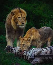 Serengeti National Park Safari: A Journey into the Heart of Tanzania’s Wild Beauty