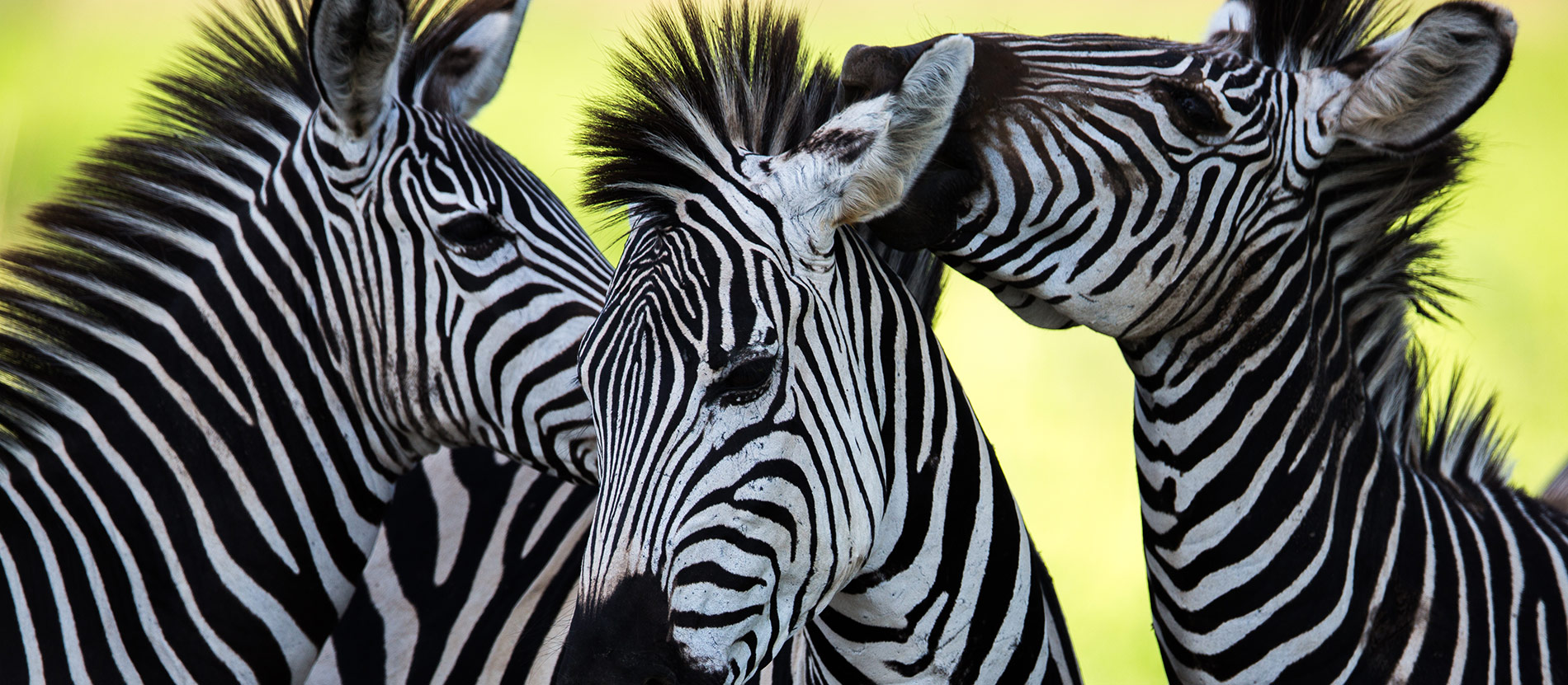 Tanzania Safari and Beach Holidays: Where Wild Adventure Meets Serene Shores