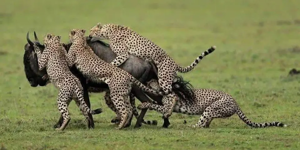 The Great Migration’s Secret Season: Why January to March in Ndutu Is Pure Magic