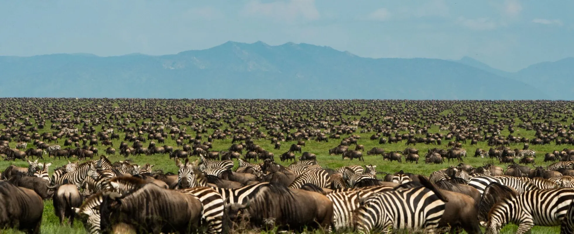 The Great Serengeti Wildebeest Migration: Nature’s Most Powerful Journey