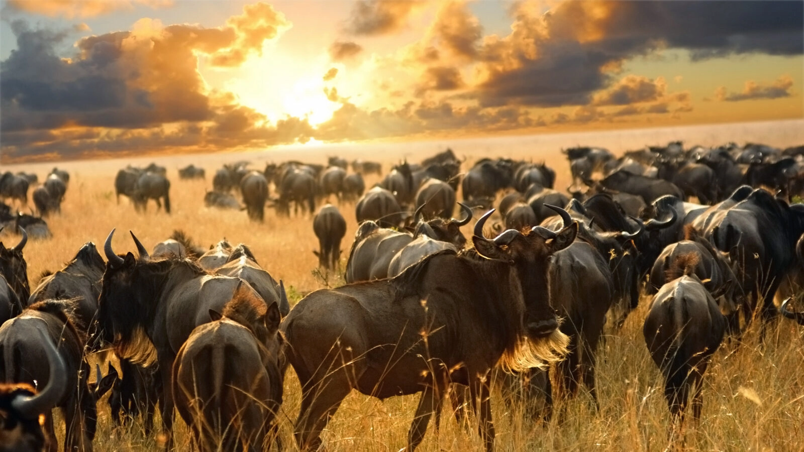 The Great Wildebeest Migration in the Serengeti: Nature’s Greatest Wildlife Spectacle