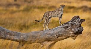 Top Holiday Destinations in October: Tanzania Safari Guide to Serengeti, Ngorongoro and More