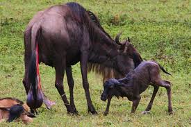 Witness the Miracle of Life: Wildebeest Calving in Ngorongoro Crater