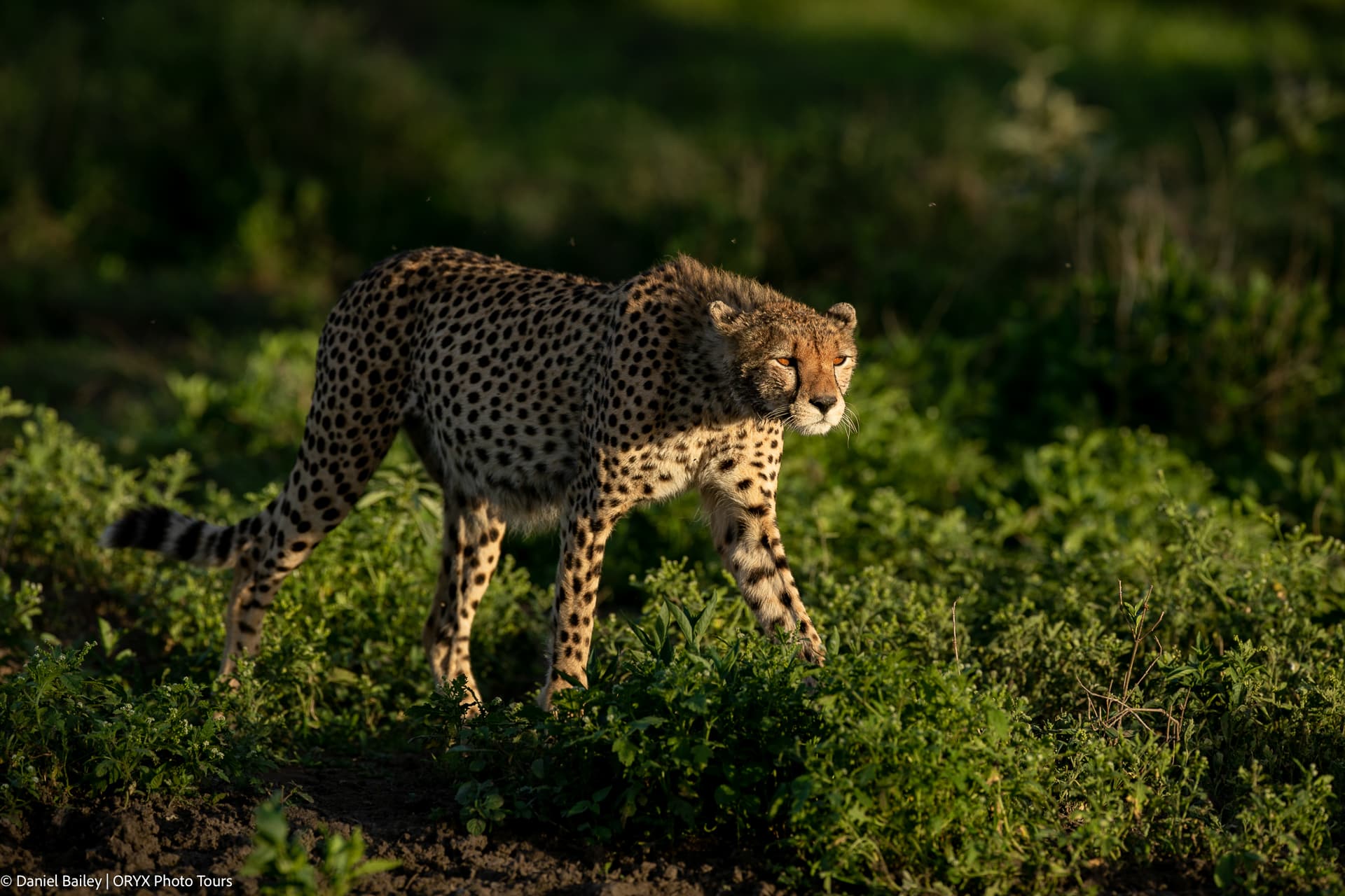 Wildebeest Calving Season in the Southern Serengeti: Nature’s Greatest Spectacle