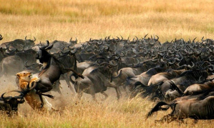 Wildebeest Migration 2026 in Arusha: Where and When to Experience the Spectacle