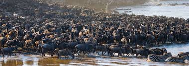 Witnessing Nature’s Miracle: The Wildebeest Calving Season in Tanzania’s Serengeti