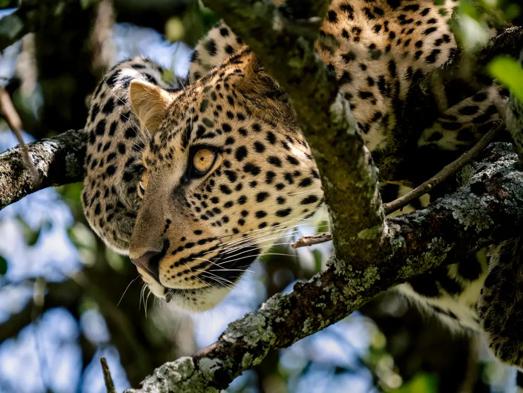 Witnessing the Circle of Life: The Wildebeest Calving Season in Tanzania’s Northern Circuit